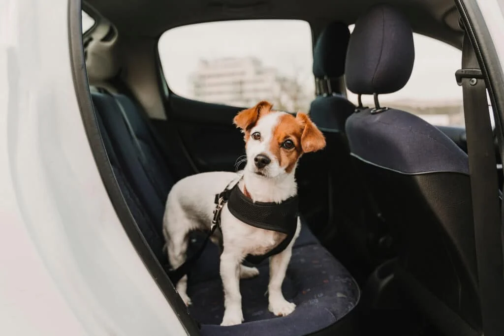 best-dog-seat-belts_Shutterstock_eva_blanco_V2-1024x683.webp