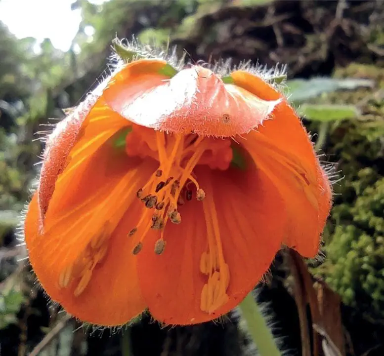 Flower-of-Nasa-ferox-777x721.webp