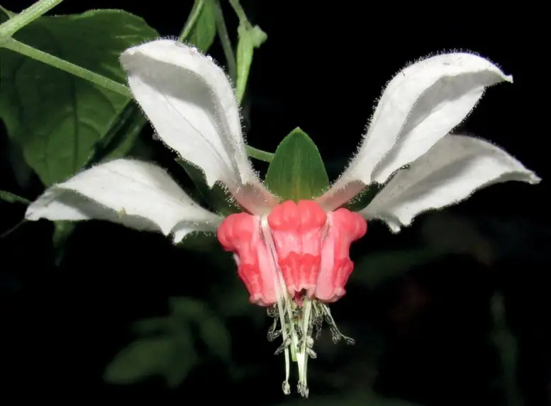 Flower-of-Nasa-humboldtiana-Subspecies-humboldtiana-777x573.webp