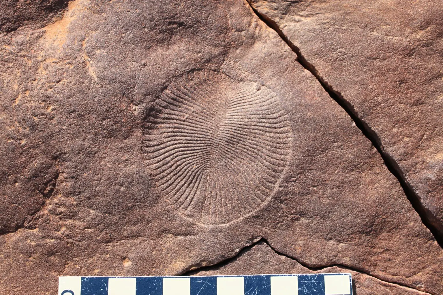 Dickinsonia-Fossil-1536x1024.webp