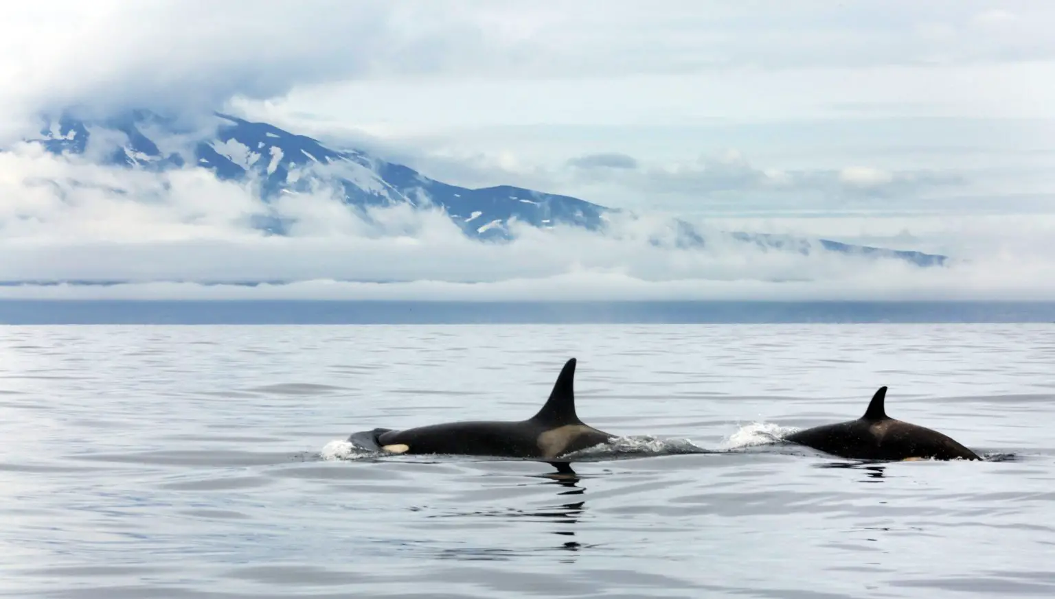 Two-Orcas-North-Pacific-1536x873.webp