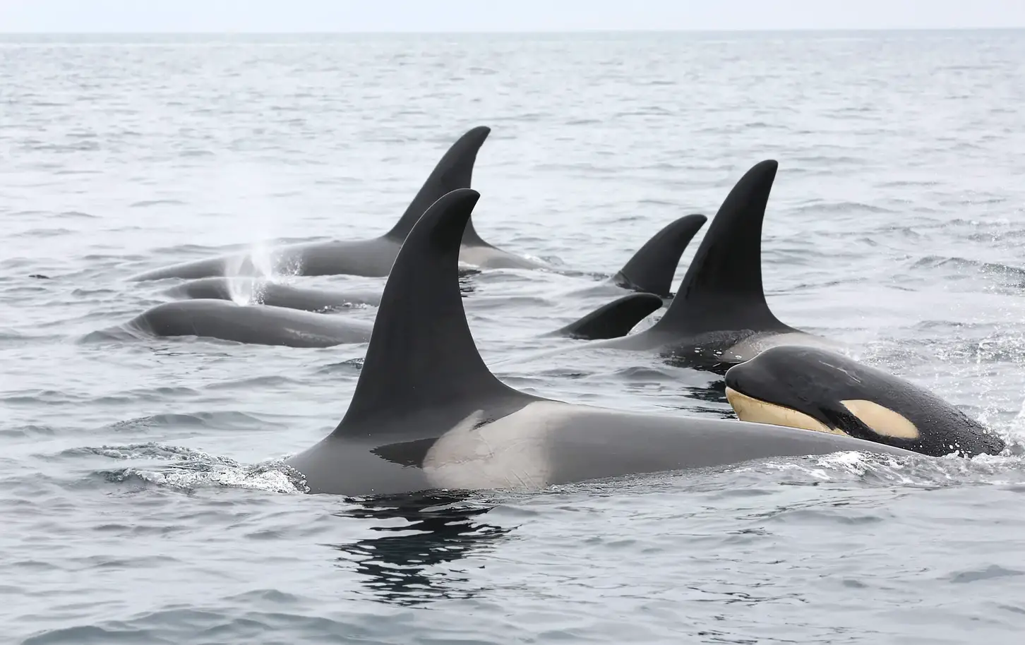 Group-of-Orcas-North-Pacific-2048x1289.webp