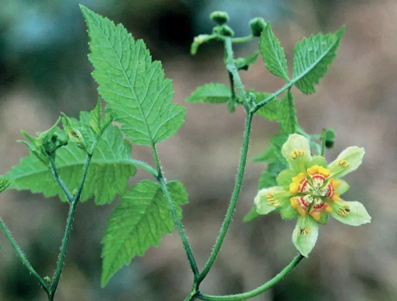 Flowering-Branch-of-Nasa-colanii-777x588.webp