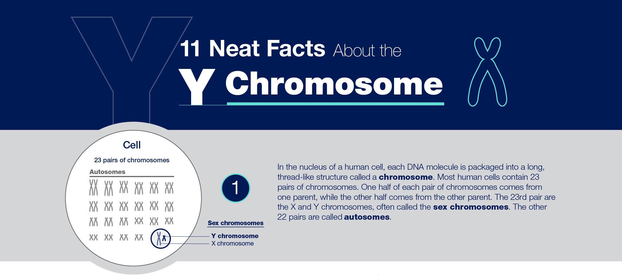 Y_Chromosome_fact_sheet_2023_preview_shorter.jpg