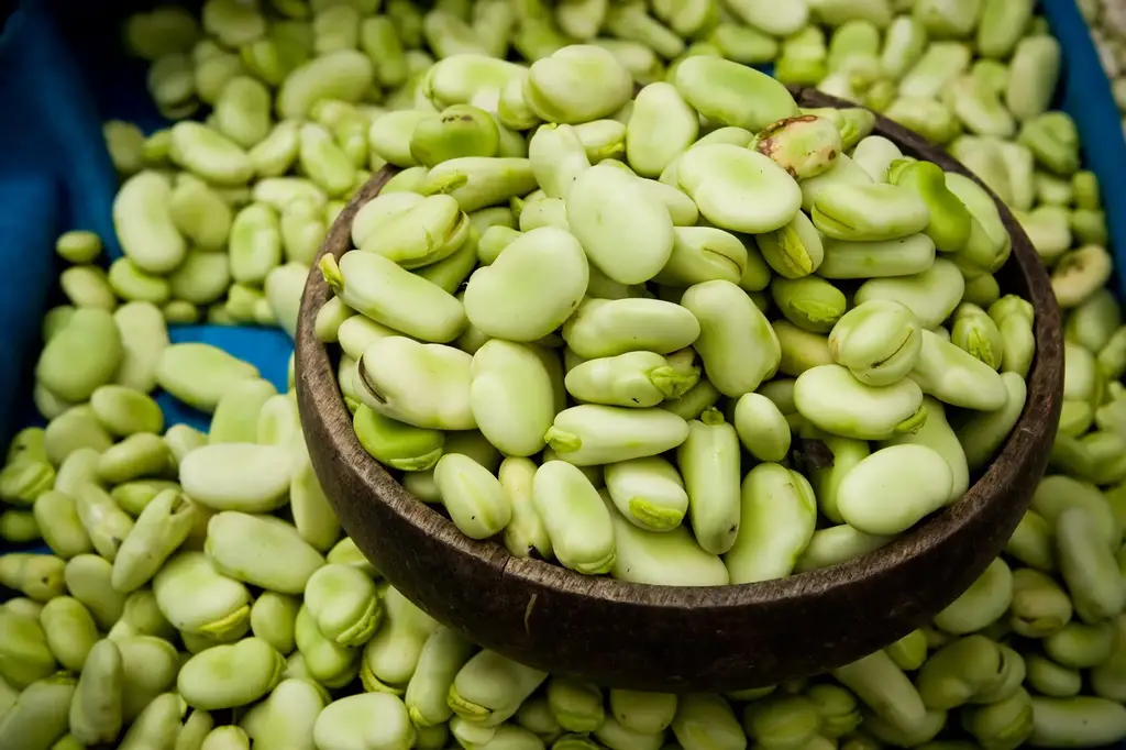 Fava-Beans.webp