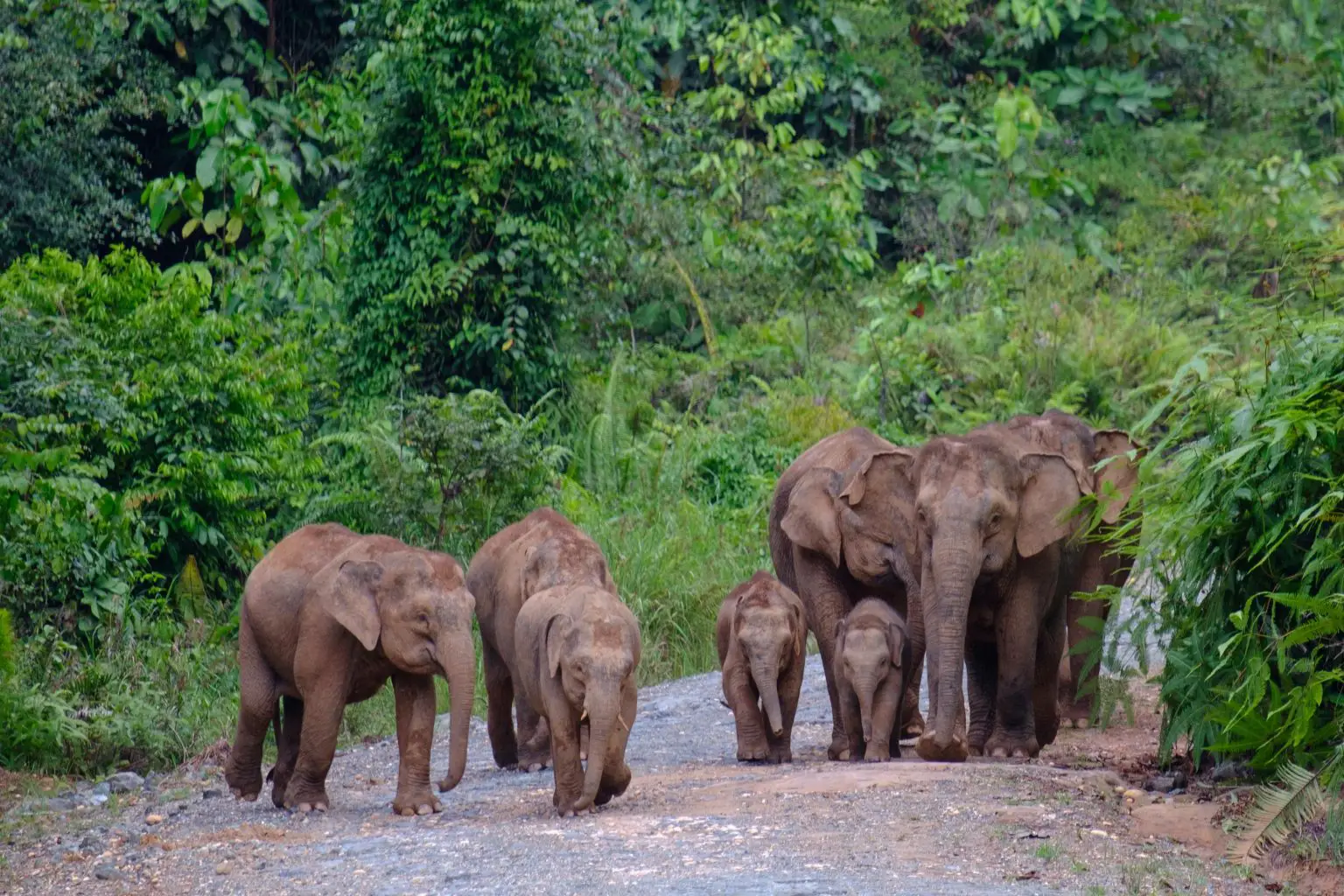 Group-of-Borneo-Pygmy-Elephants-1536x1024.webp