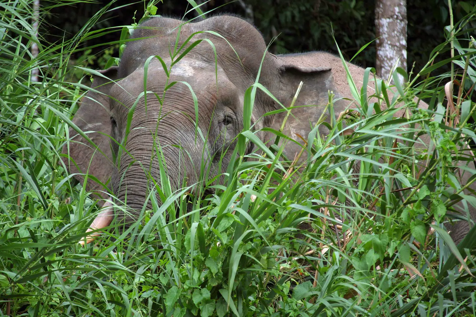 Borneo-Pygmy-Elephant-1536x1024.webp