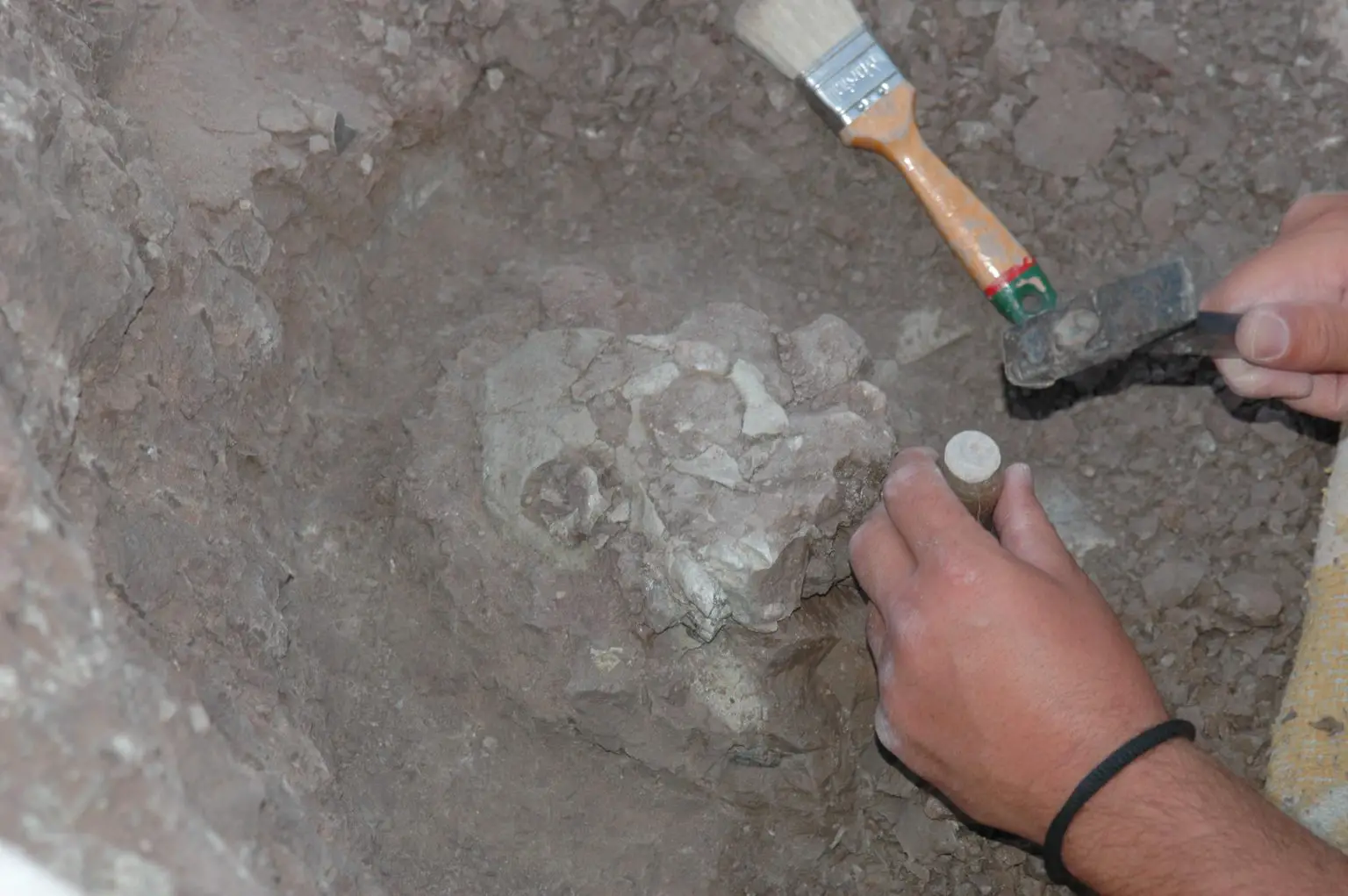 Anadoluvius-Turkae-Fossil-In-Situ-1536x1021.webp
