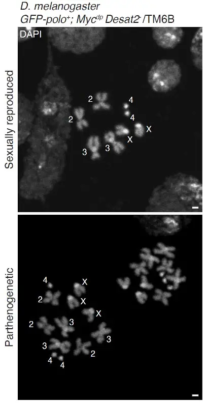 Drosophila-melanogaster-Chromosomes-Reproducing-Parthenogenetically.webp