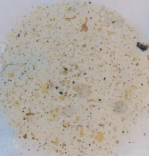 Microplastics-Extracted-From-Agricultural-Soil.webp