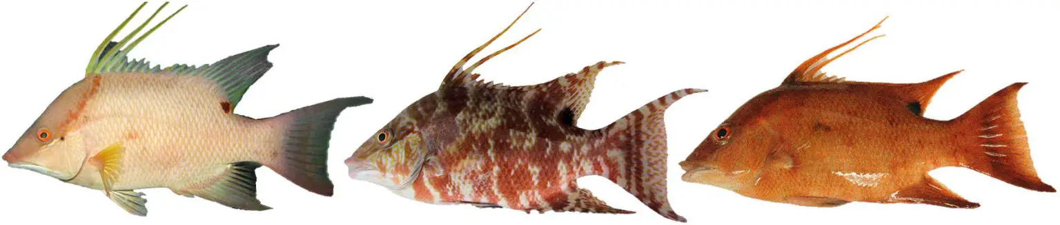 The-Color-Changing-Hogfish-1536x327.webp
