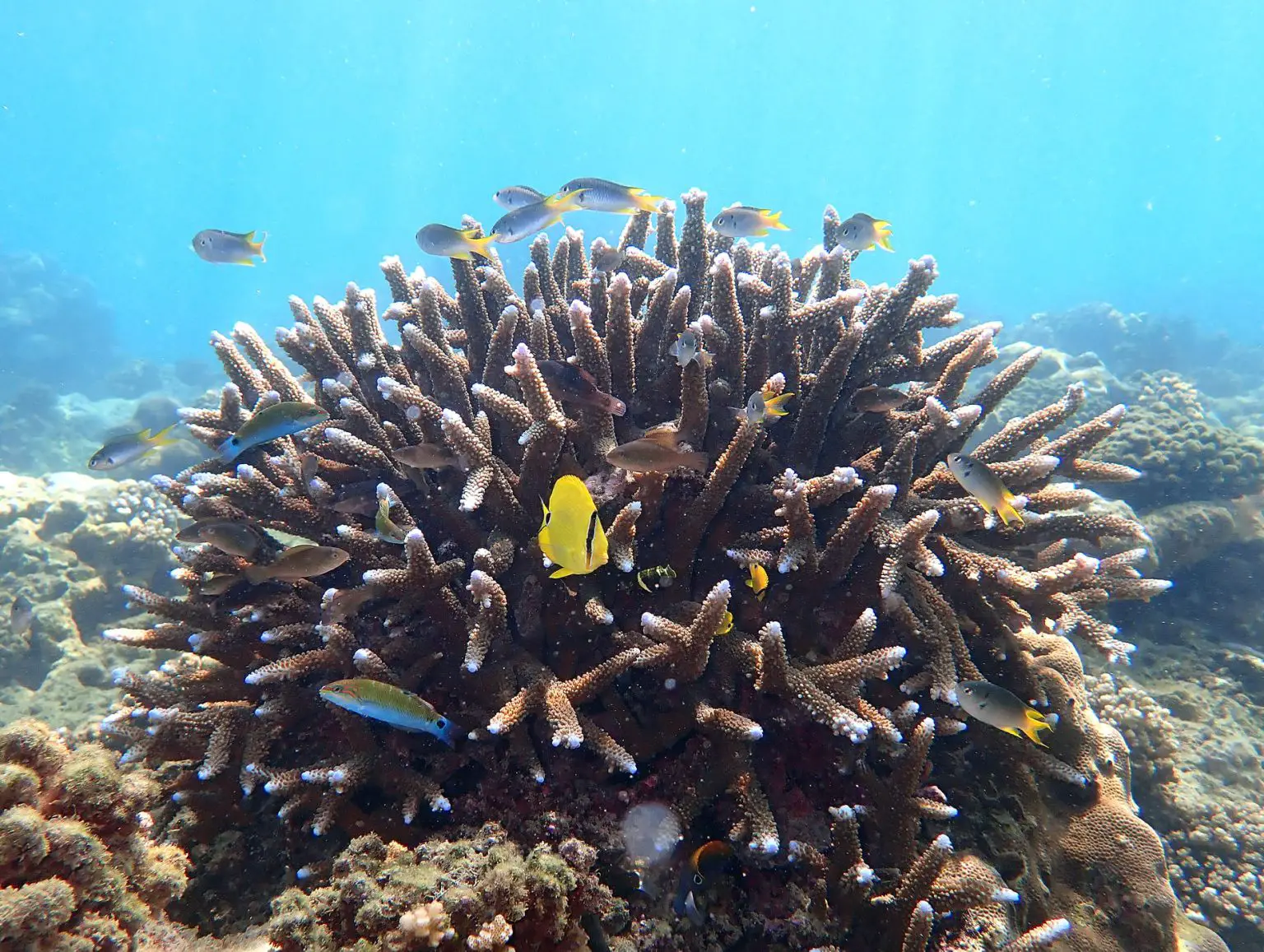Reef-Corals-Provide-Home-and-Feeding-Grounds-for-Many-Organisms-1536x1157.webp