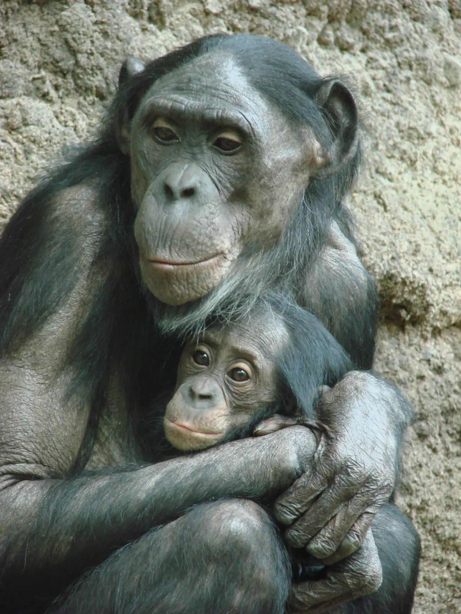 Bonobo-Mother-With-an-Infant-1536x2048.webp