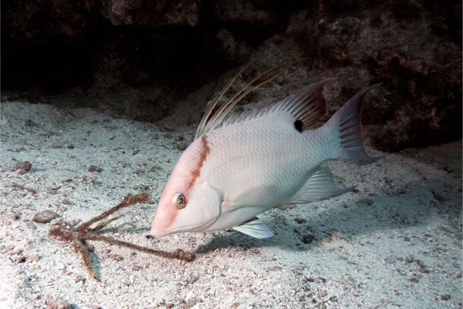 Hogfish-1536x1024.webp