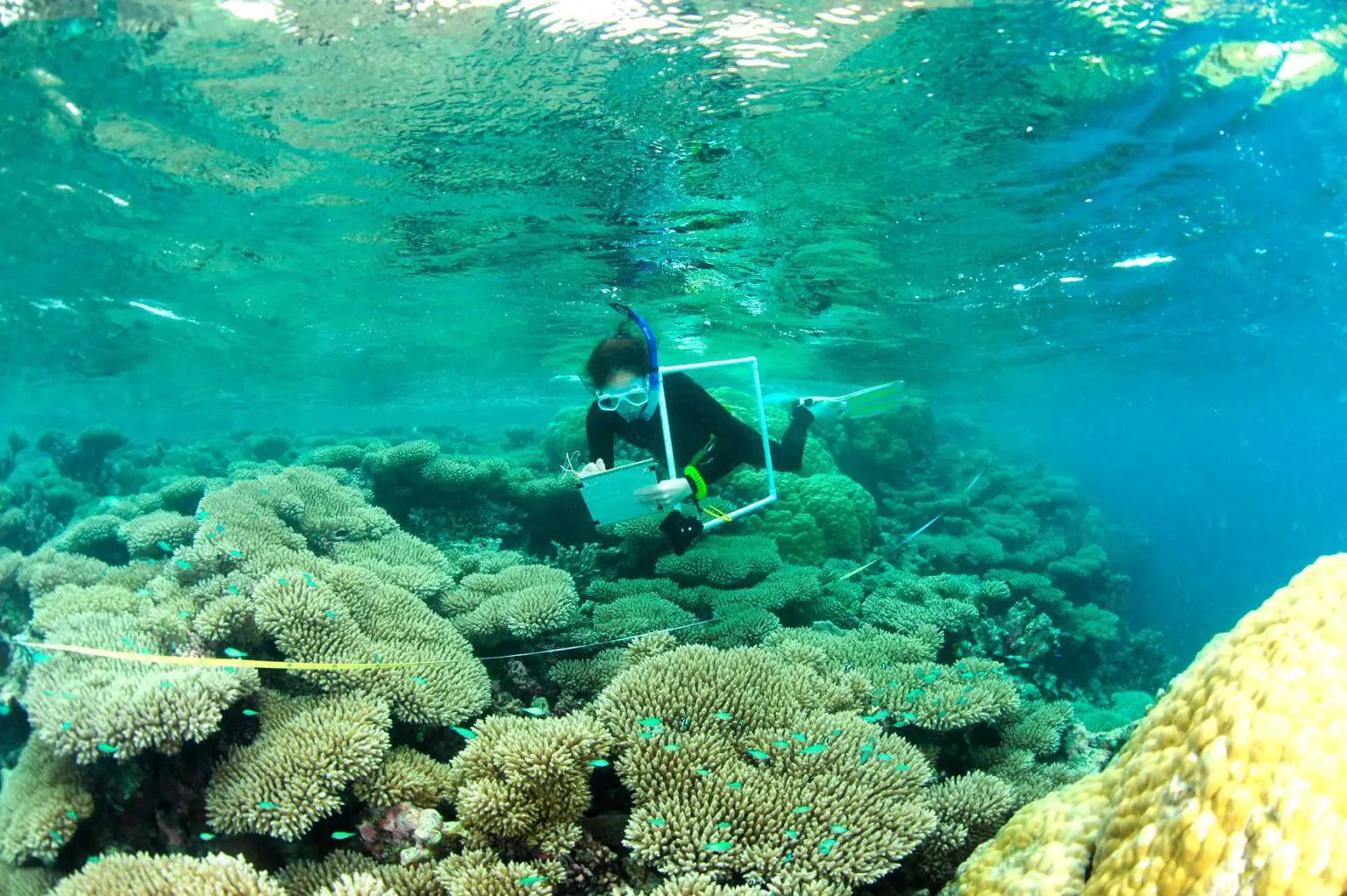 Scientist-Monitoring-Coral-Growth-on-Indian-Ocean-Reefs-1536x1022.webp
