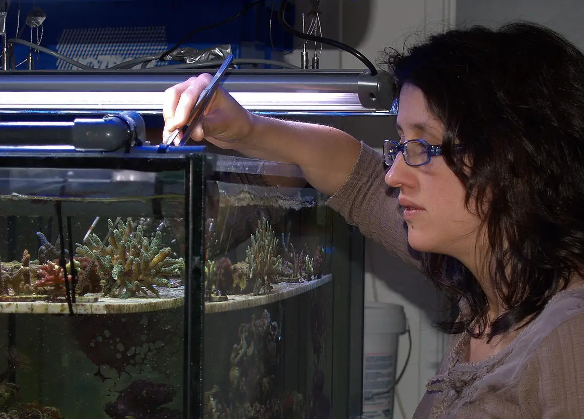 Cecilia-DAngelo-Propagating-Corals.webp
