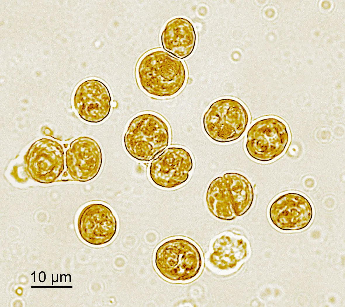 Unicellular-Symbiont-Algae-of-a-Reef-Coral.webp