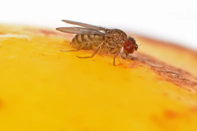 Fruit-Fly-Drosophila-mercatorum-Close-Up-2048x1367.webp