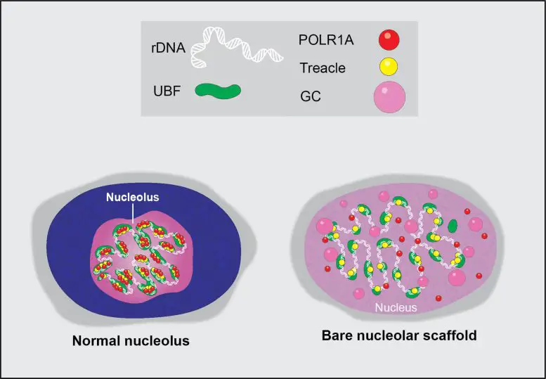 Graphical-Illustration-of-a-Normal-Nucleolus-and-Its-Extreme-Stress-State-777x539.webp