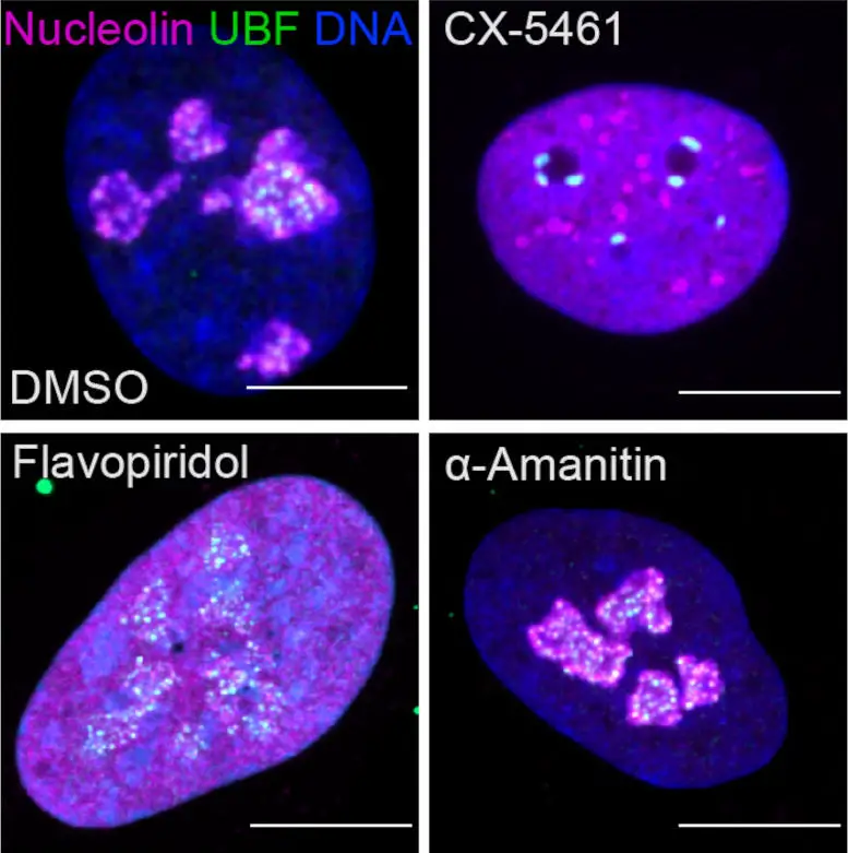 Fluorescent-Images-Showing-Nucleolar-Stress-Induced-by-Drugs-That-Inhibit-Transcriptional-Enzymes.webp