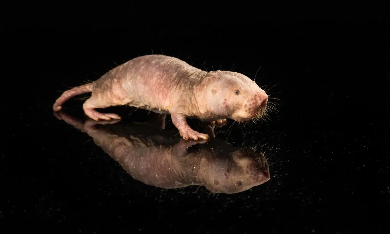 Naked-Mole-Rat-1-1536x922.webp