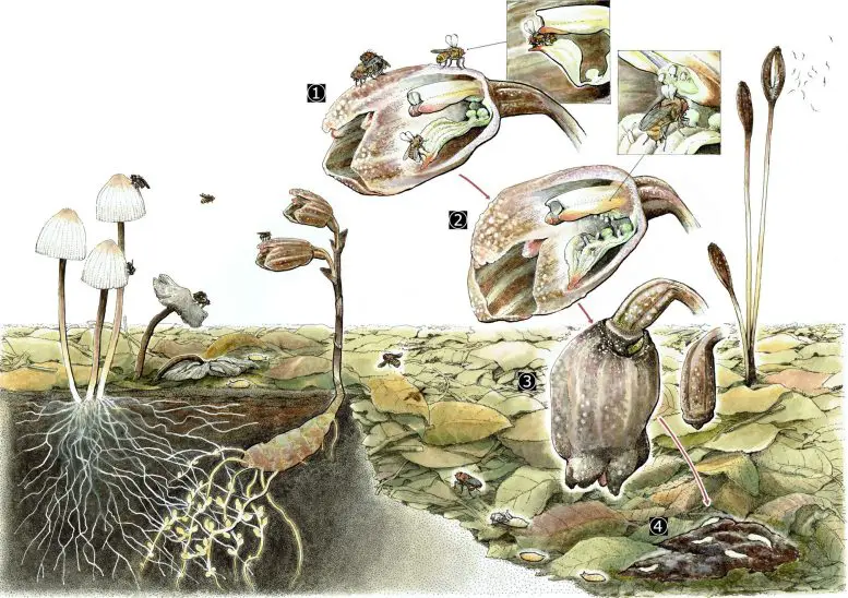 The-Mutualistic-Relationship-Between-Gastrodia-foetida-and-Its-Pollinator-777x548.webp