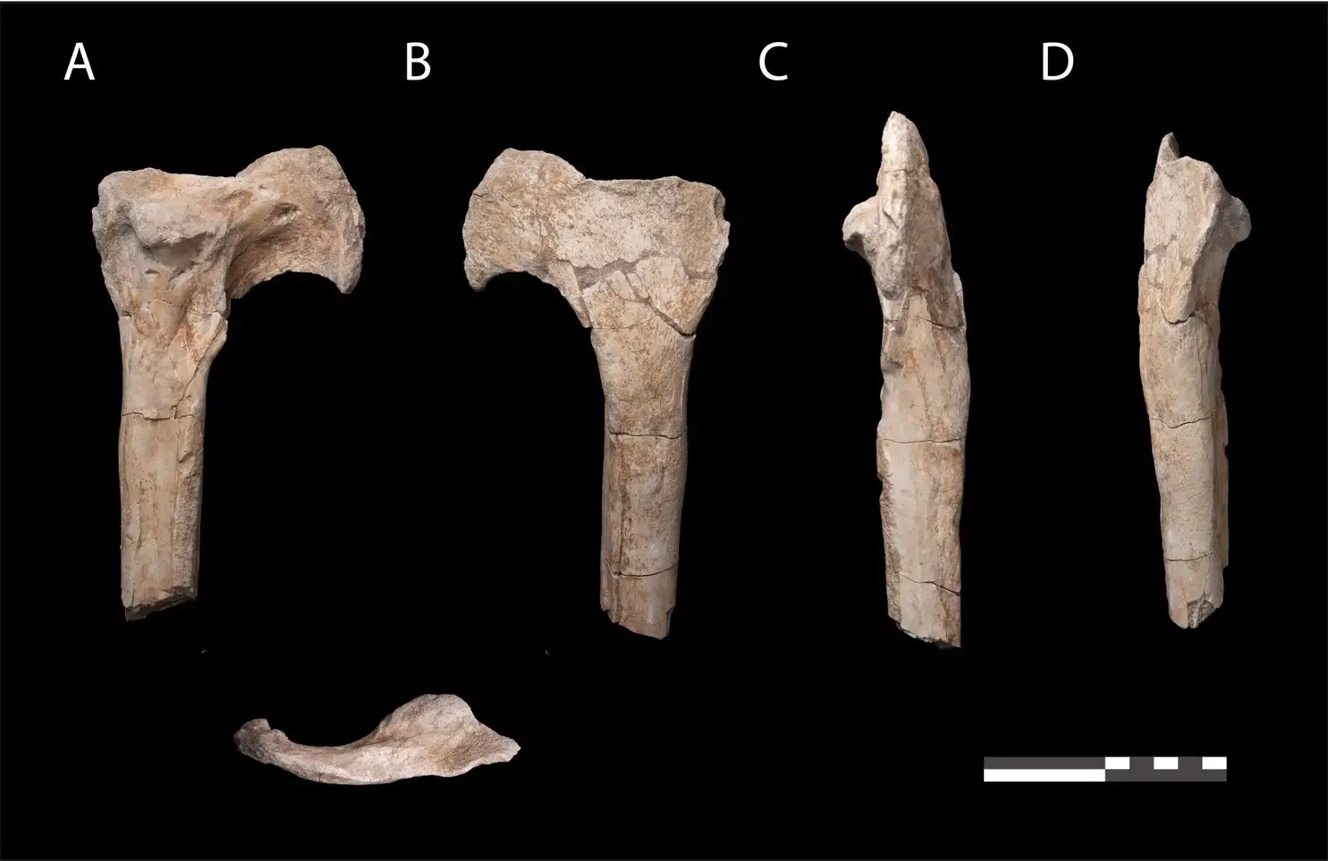 Fossil-Abelisaur-Tibia-2048x1328.webp