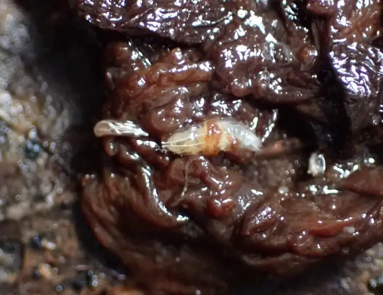 A-Fruit-Fly-Larva-Consuming-Decomposing-Floral-Tissue-on-the-Ground-777x598.webp