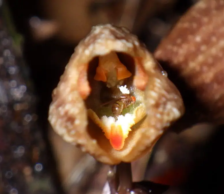 A-Fruit-Fly-Lays-Its-Eggs-Inside-a-Flower-of-Gastrodia-foetida-777x673.webp