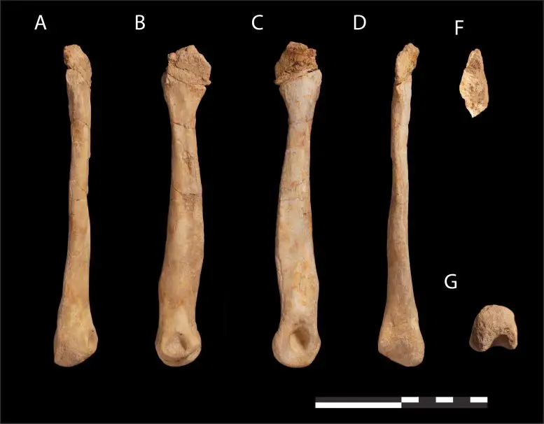 Fossil-Abelisaur-Metatarsal-777x606.webp