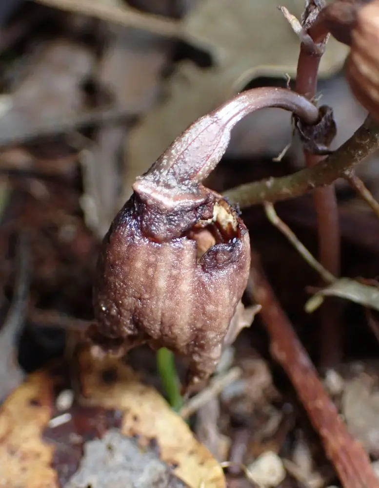 A-Flower-of-Gastrodia-foetida-on-the-Verge-of-Decomposition-777x1002.webp