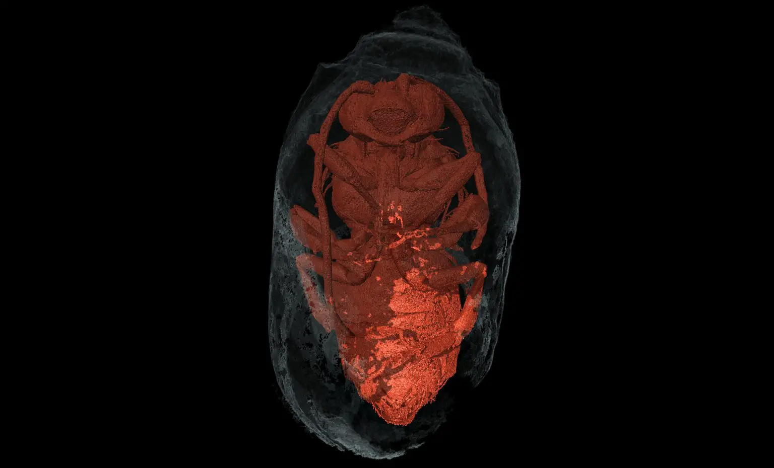 Bee-Cell-From-the-Holocene-Palaeosols-of-Southwest-Portugal-1536x930.webp
