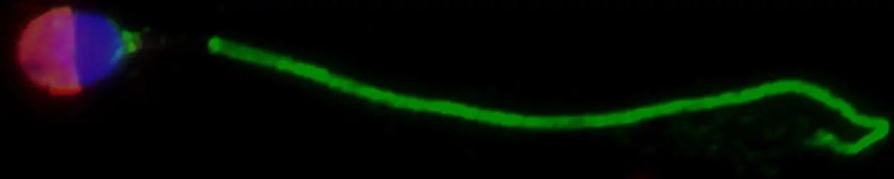 Immunofluorescence-Microscopy-of-Sperm-Cells-and-Testicular-Tissues.webp