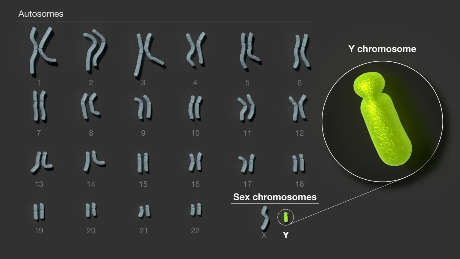 Human-Y-Chromosome-1536x865.webp