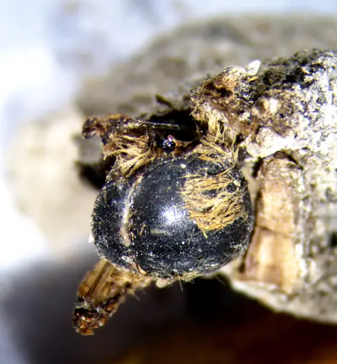 Eucera-sp.-Preserved-Binocular.webp