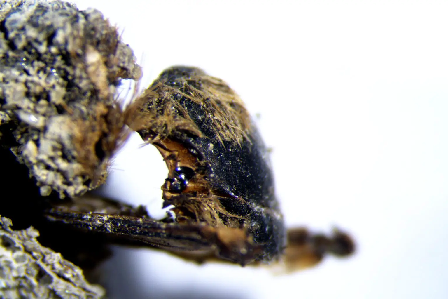 Eucera-sp.-Preserved-1536x1024.webp