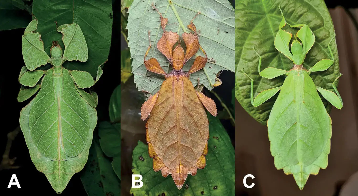 New-Leaf-Insects-Discovered-Comparision.webp