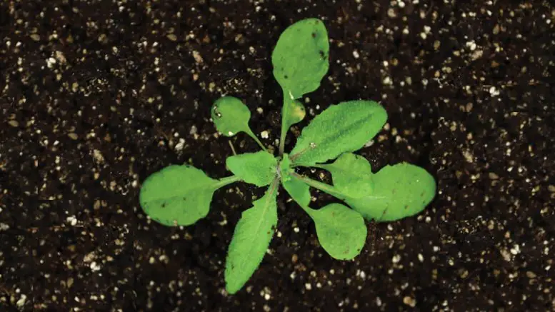 Arabidopsis-thaliana-1-777x437.webp