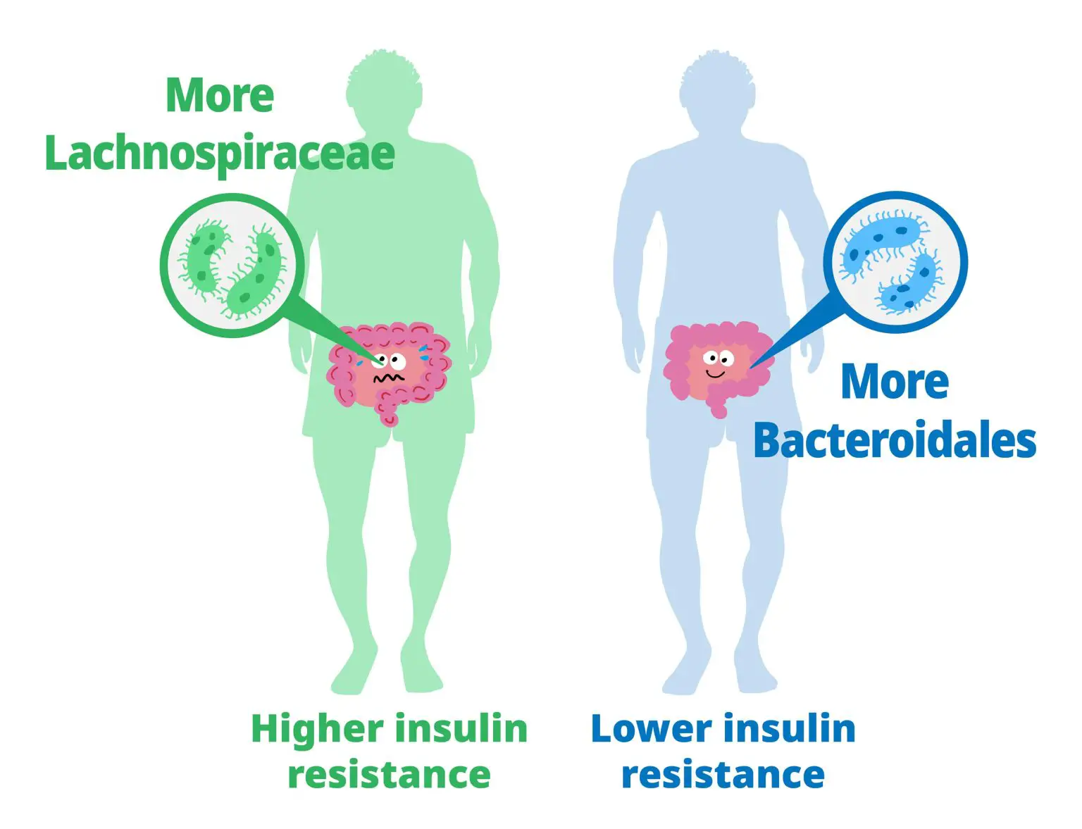 Dominant-Gut-Microbiota-Impact-Insulin-Resistance-1536x1177.webp