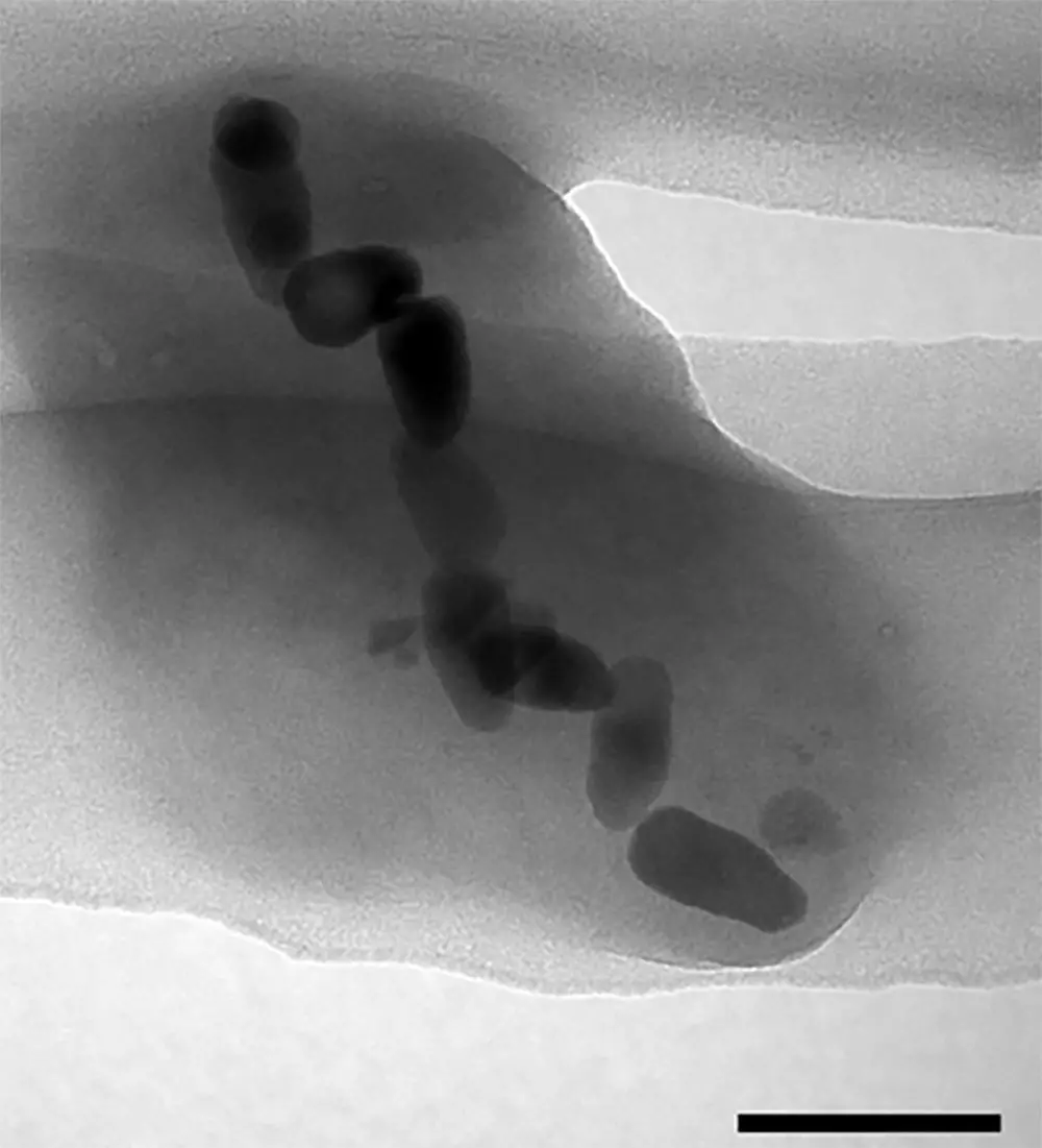 Magnetosomes-in-Magnetotactic-Bacteria.webp