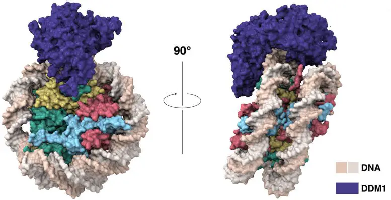DDM1-Cryo-Em-777x399.webp