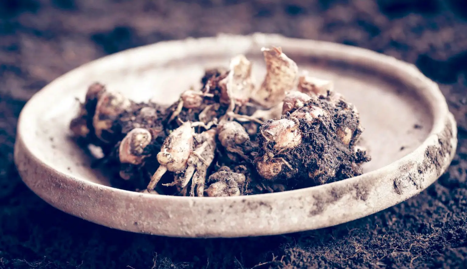 Aromatic-Ginger-Soil-1536x886.webp