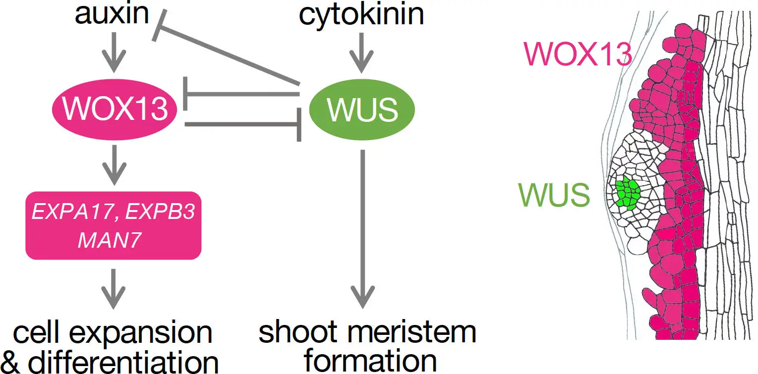 Mutually-Repressive-WOX13-and-WUS-Play-Key-Roles-in-Cell-Fate-Specification-of-Pluripotent-Callus-Cells.webp
