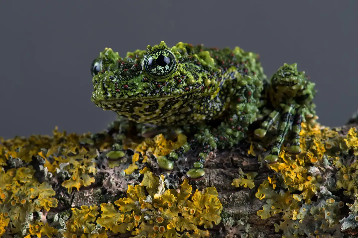 Vietnamese-Mossy-Frog-Theloderma-corticale.webp