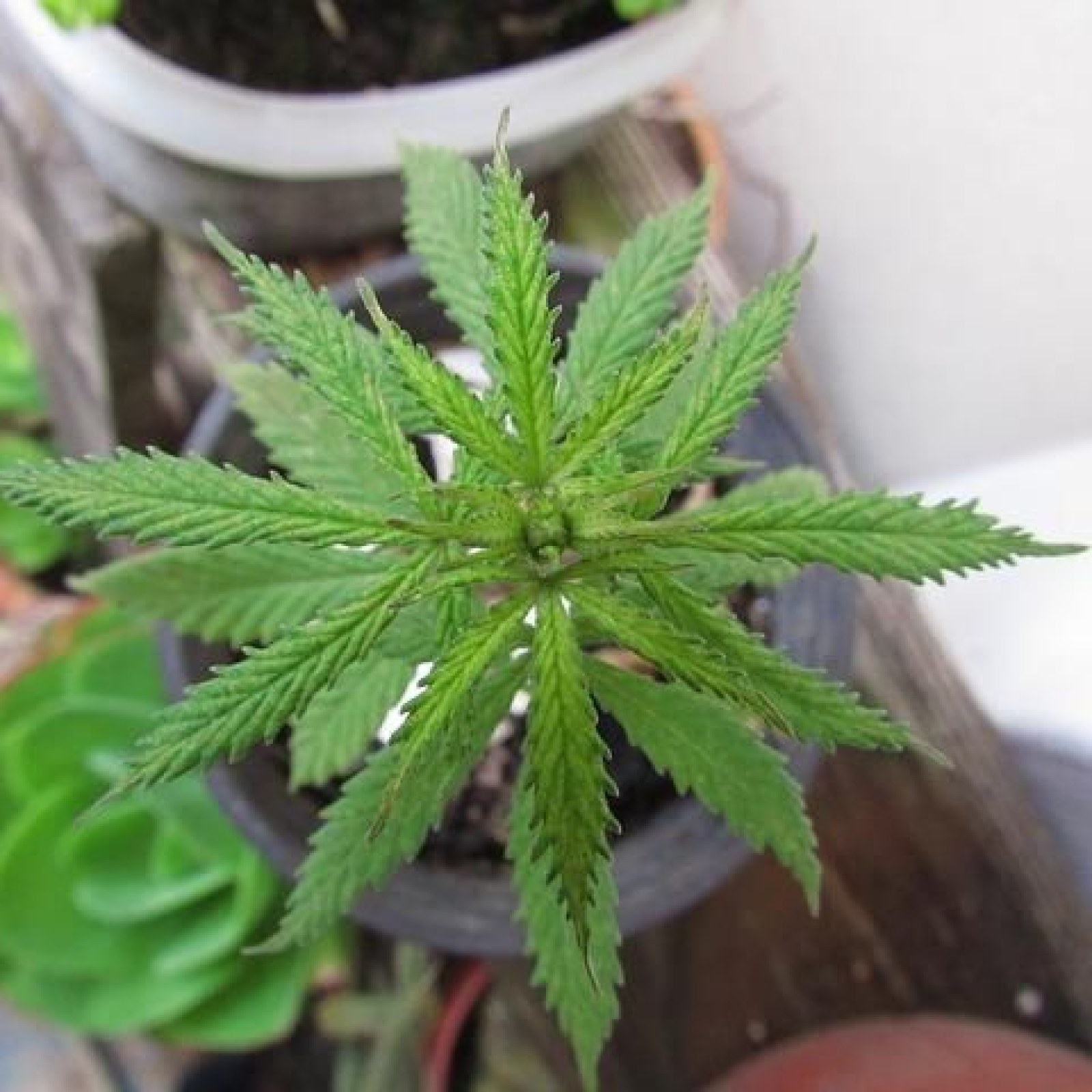 marijuana.jpg