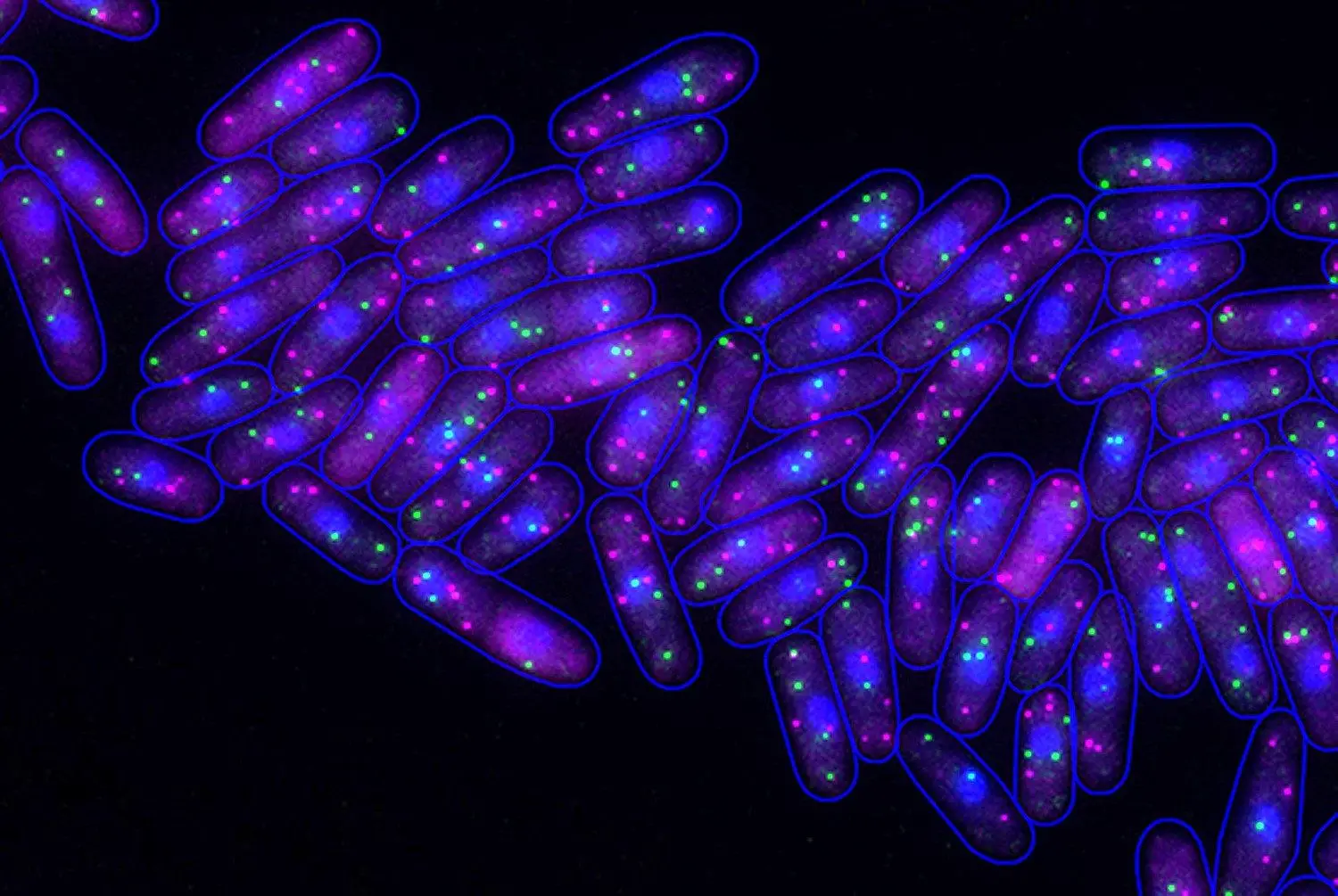 Fission-Yeast-Cells.webp