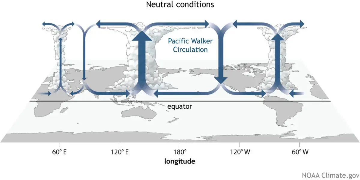 Walker-Circulation.webp