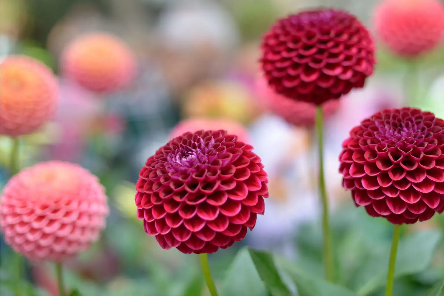 Dahlia-Flowers-1536x1024.webp