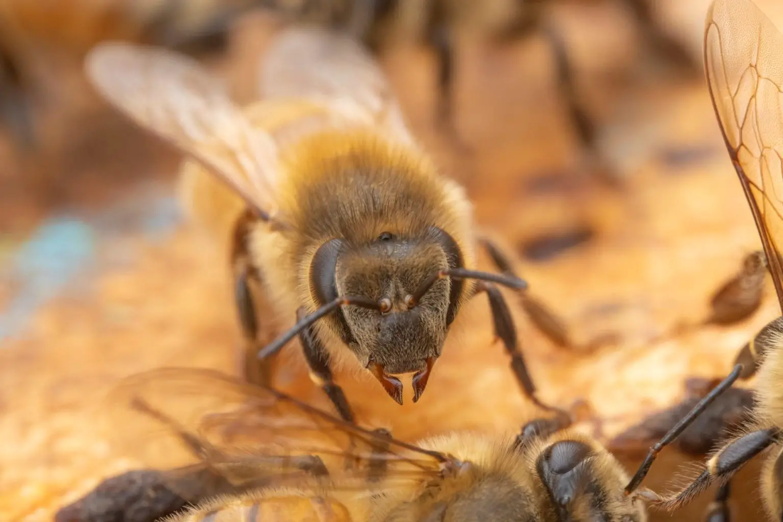 Bee-Theotime-Colin-1536x1024.webp