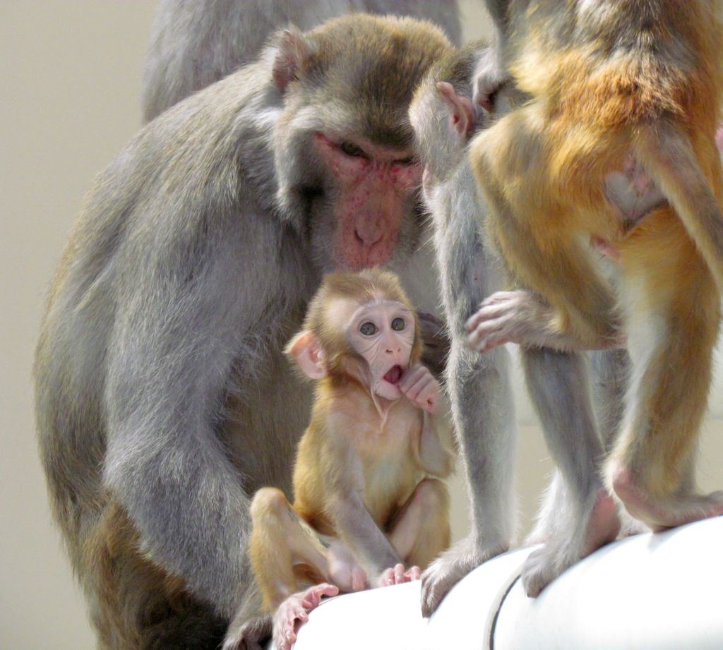 infant-rhesus_e52aa559-0925-485a-932a-2678e014338d-prv.jpg
